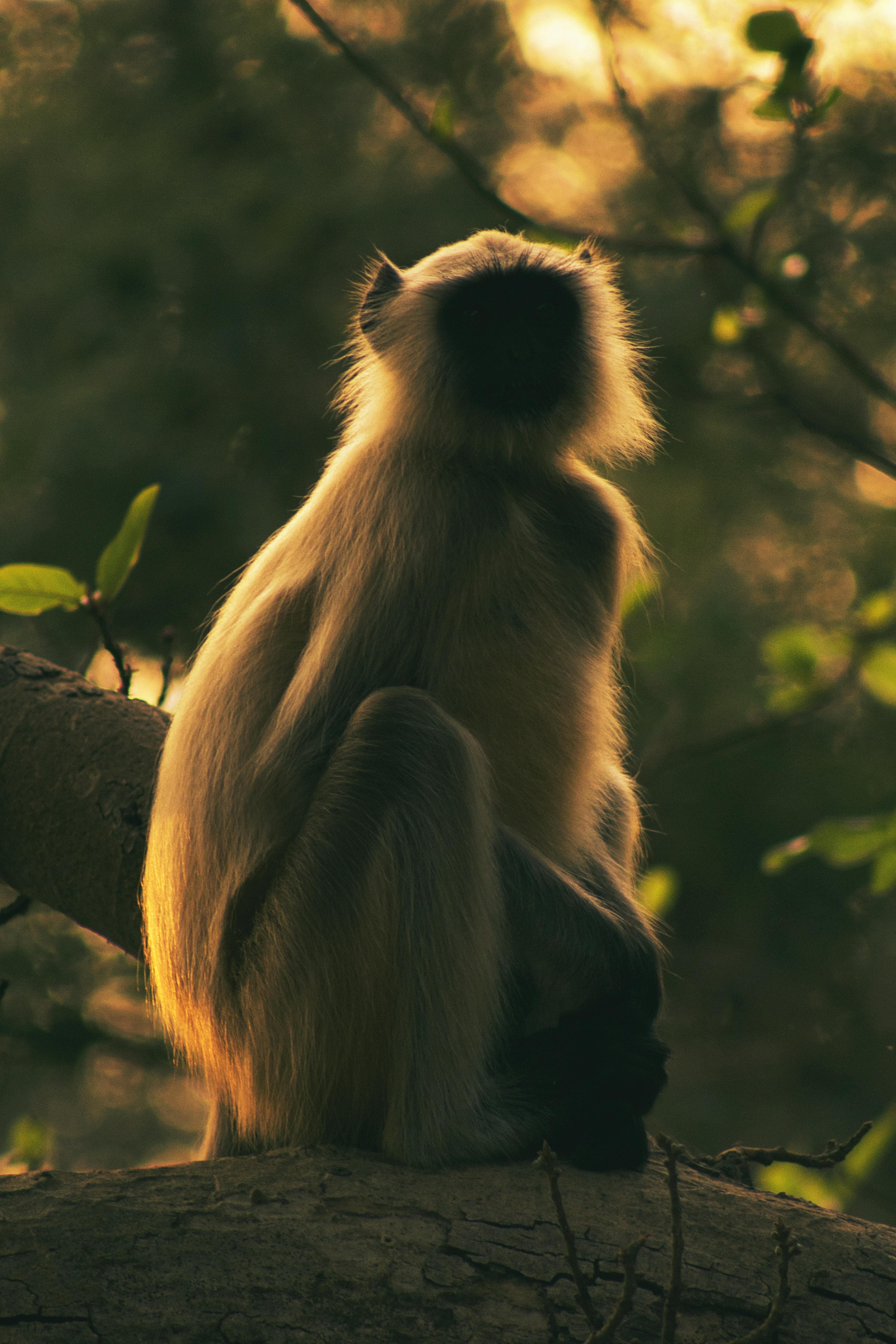 Royal Manas forest at golden hour