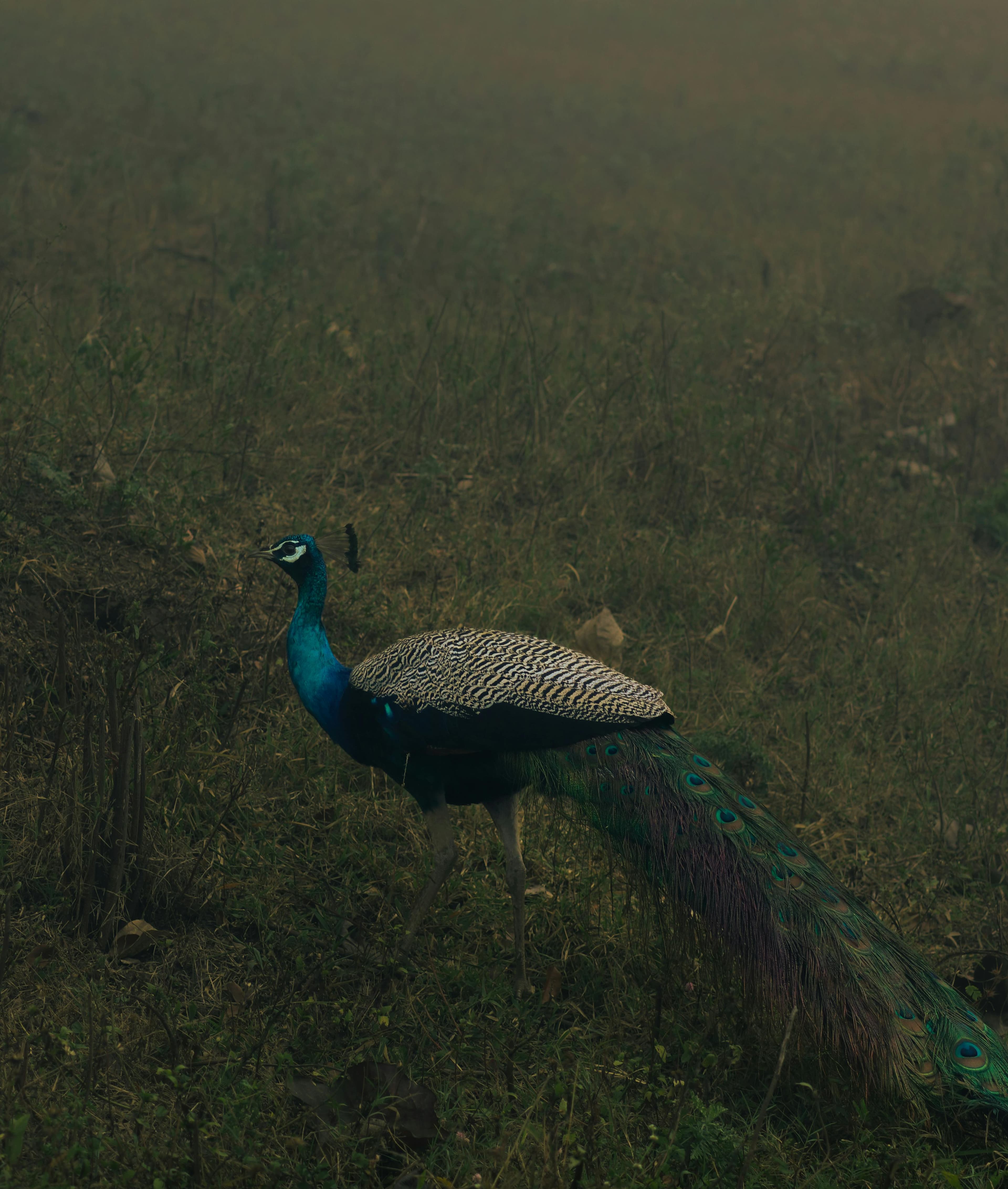 Manas landscape at dawn